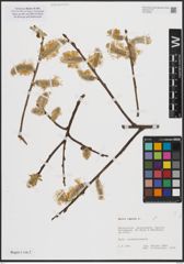 Foto von Salix caprea L.